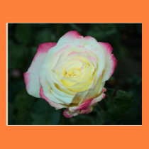 Lemon Kissed Rose Photograph Mini Print postcards