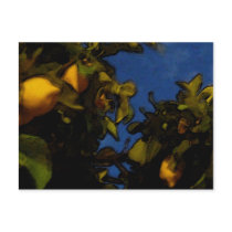 Lemon luck post cards