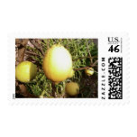 Lemon On Tree Postage Stamps