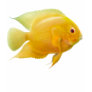 Lemon Severum Cichlid Sco...