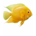 Lemon Severum Cichlid Scoop Neck t-shirts