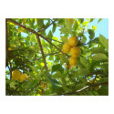 LEMON TREE posters