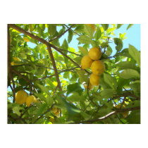 LEMON TREE posters