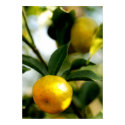 Lemon Tree posters by artesiansilver Lemon Tree posters