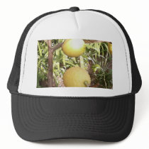 Lemons hats by lifesphere Lemons hats