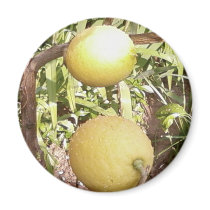 Lemons magnets by lifesphere Lemons magnets