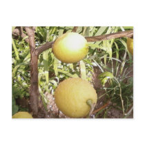 Lemons postcards