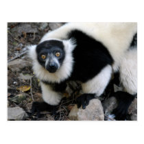 lemur4x6 postcards