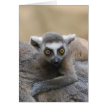 Lemur Baby  Greeting Card
