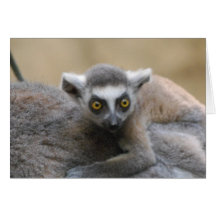 Lemur Baby  Greeting Card