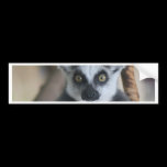 Lemur bumper stickers