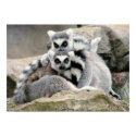 Lemur Cuddles posters by pixelgirl Lemur Cuddles posters