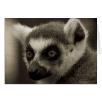 lemur face cards