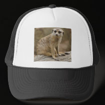 Lemur Hat hats