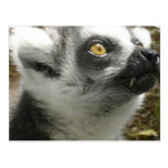 Lemur Photo Postcard