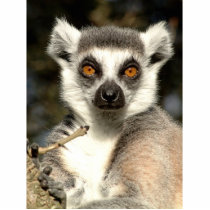 Lemur Photo Sculpture photo sculptures by Irishdreams Lemur Photo Sculpture photo sculptures