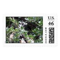 Lemur postage by ForestPhoto Lemur postage