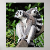 Ai Ai Lemur