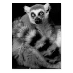 lemur tarjeta postal