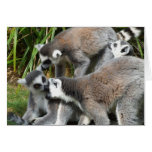 Lemurs Card