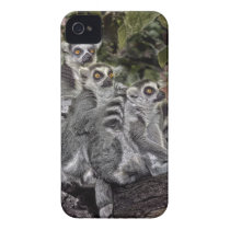Lemurs in a Line