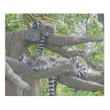 Lemurs posters