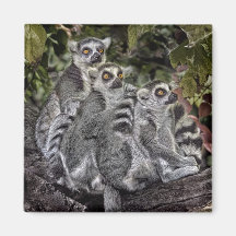 Lemurs Ringtail Magnet