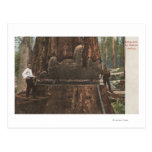 Leñadores que reducen un árbol de la secoya tarjetas postales