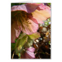 Lenten Rose cards