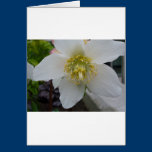 Lenten Rose Flower cards