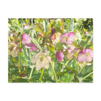 Lenten Roses Postcard