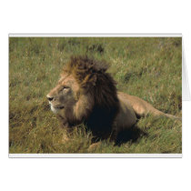 leo cards by kathiscc leo cards