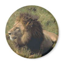 leo magnets by kathiscc leo magnets
