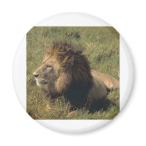 leo magnets by kathiscc leo magnets