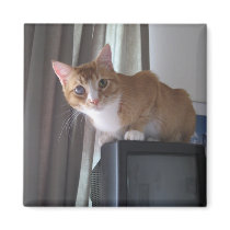 Leo magnets by okcshelter Leo magnets