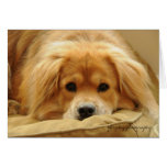 Leo on dog bed greeting cards