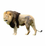 leo photo cut out