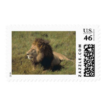 leo postage