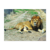 Leo postcards by KatAnnette Leo postcards