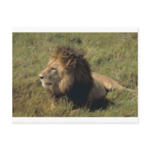 leo postcards by kathiscc leo postcards