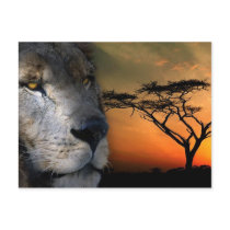 Leo Postcard by PauloRodrigues Leo Postcard