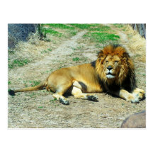 Leo Postcard