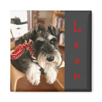Leon magnets B