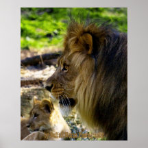 León masculino dejado el poster
