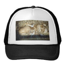Leones y cachorro en Botswana África Gorros