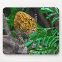 Leopard_(1_of_1), www.johnminerphotographer.com.au mousepads