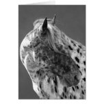 Leopard Appaloosa Horse Greeting Card