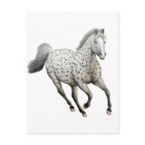 Leopard Appaloosa Horse Postcard