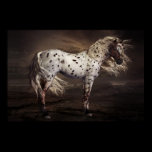 Leopard Appaloosa Poster posters