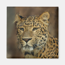 leopard art fridge magnets